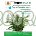 Тор за Саксийни растения + микроелементи (30-10-10)